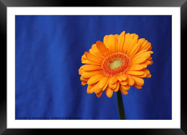 Orange Gerbera Flower on Blue Framed Mounted Print by Imladris 