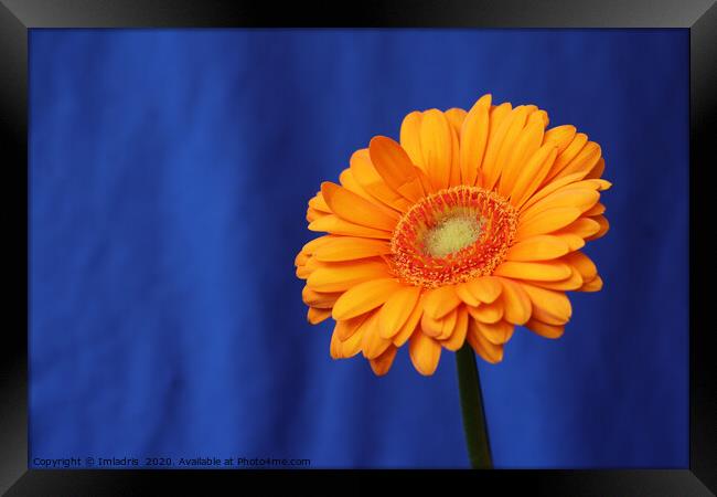 Orange Gerbera Flower on Blue Framed Print by Imladris 