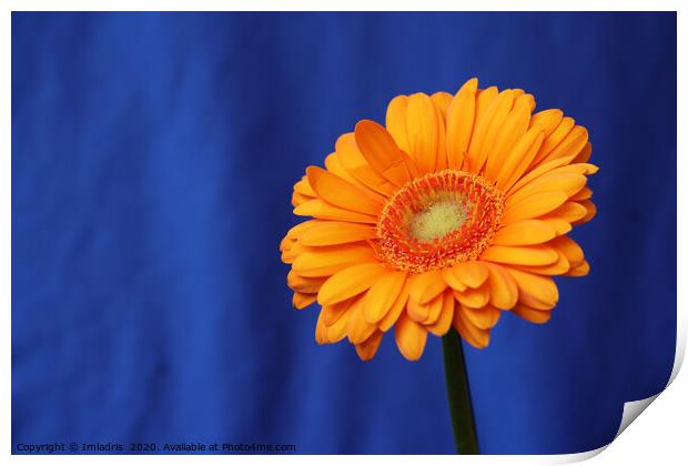 Orange Gerbera Flower on Blue Print by Imladris 