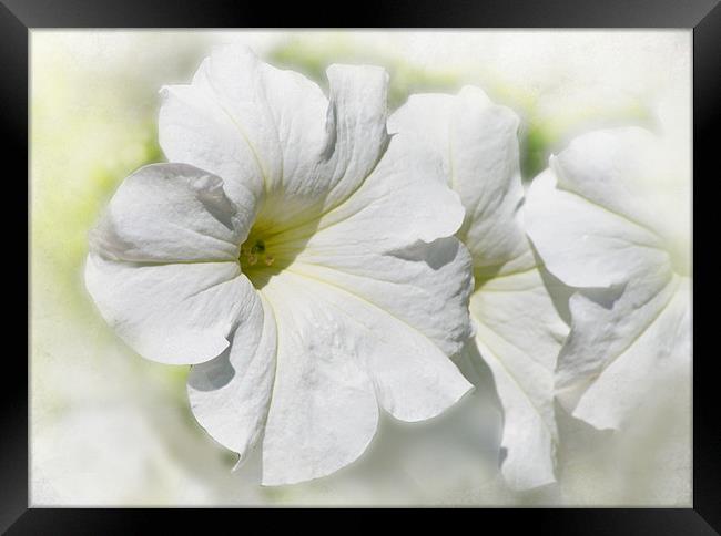 Clouds of Petunias Framed Print by Jacqi Elmslie