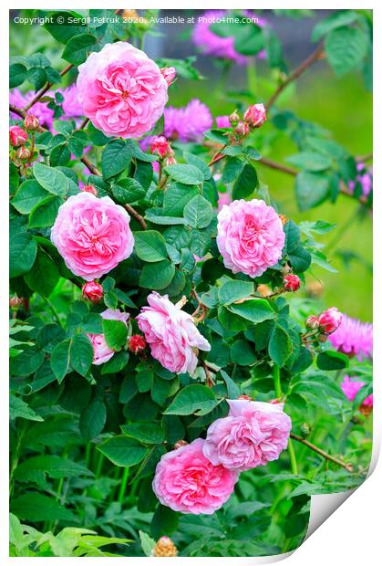Blooming tea rose bush in the garden. Print by Sergii Petruk