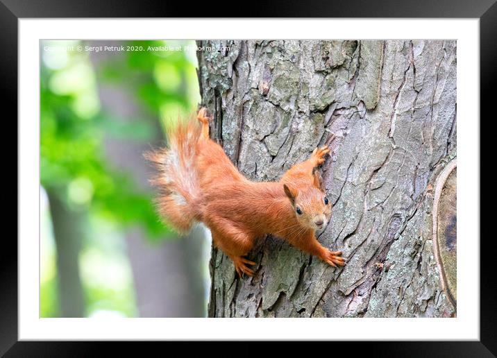 An orange squirrel carefully looks forward, clinging to a tree trunk. Framed Mounted Print by Sergii Petruk