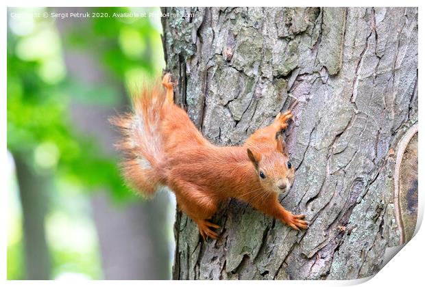 An orange squirrel carefully looks forward, clinging to a tree trunk. Print by Sergii Petruk