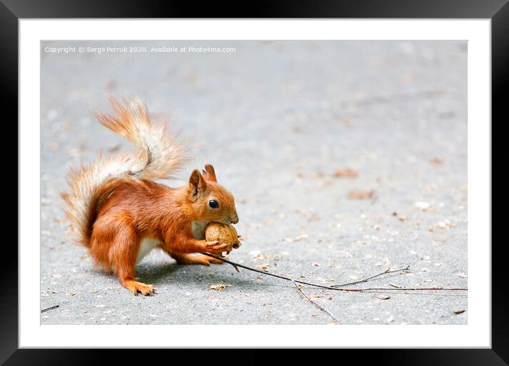Portrait of an orange squirrel with a walnut in its paws on a gray asphalt background, image with copy space. Framed Mounted Print by Sergii Petruk