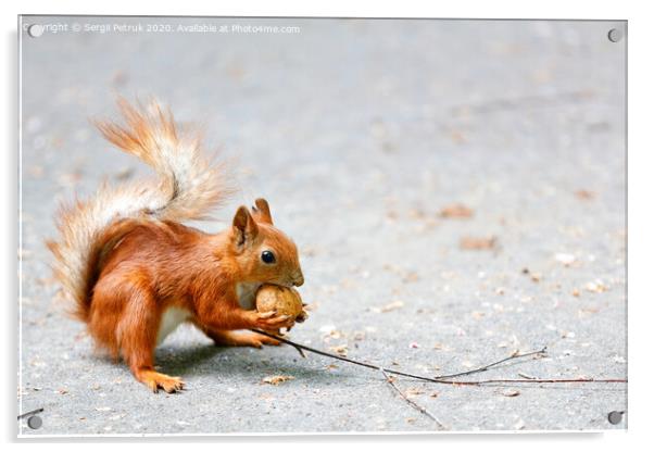 Portrait of an orange squirrel with a walnut in its paws on a gray asphalt background, image with copy space. Acrylic by Sergii Petruk