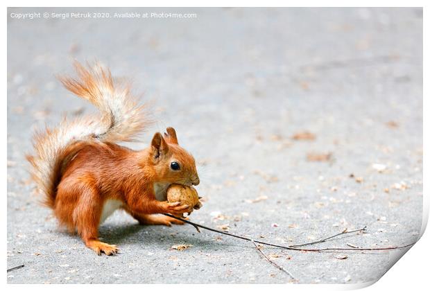 Portrait of an orange squirrel with a walnut in its paws on a gray asphalt background, image with copy space. Print by Sergii Petruk