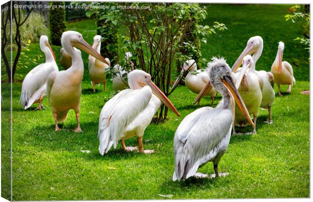 A flock of white pelicans on a green lawn in the light of sunlight. Canvas Print by Sergii Petruk