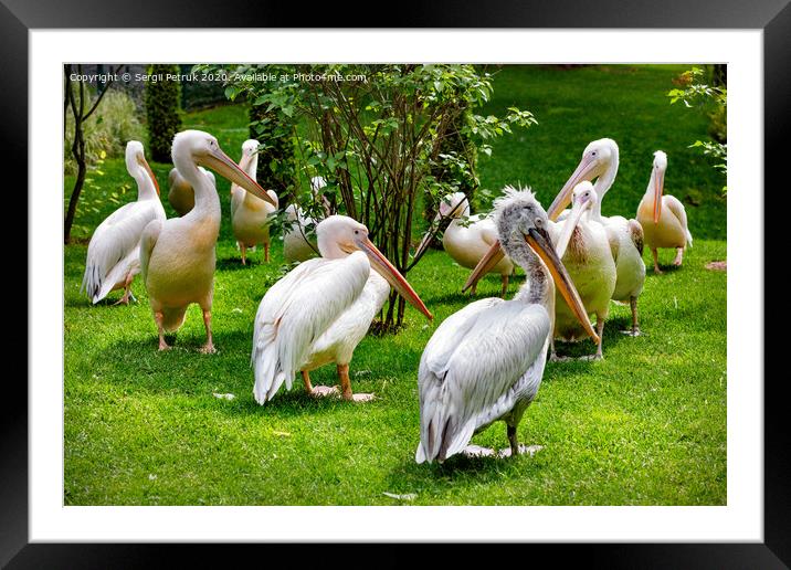 A flock of white pelicans on a green lawn in the light of sunlight. Framed Mounted Print by Sergii Petruk