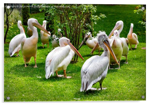 A flock of white pelicans on a green lawn in the light of sunlight. Acrylic by Sergii Petruk