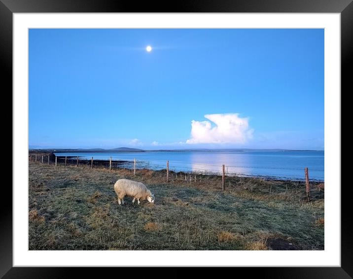 Dottie the lamb grazing under the morning moon  Framed Mounted Print by Myles Campbell