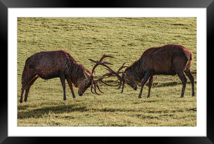 Gosford Forest Red Deer Stags  Framed Mounted Print by Jennifer Nelson