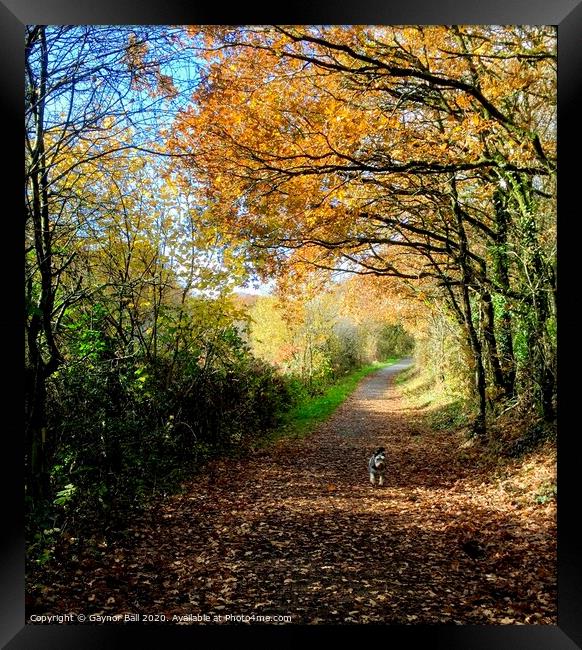 Autumn walk. Framed Print by Gaynor Ball