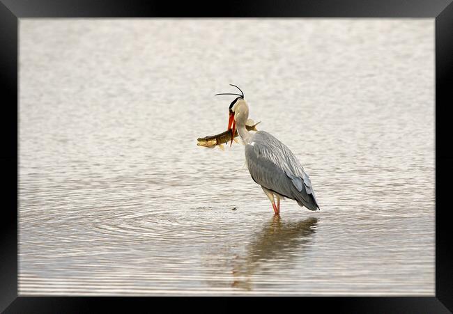 Grey Heron With Pike Framed Print by Mick Vogel
