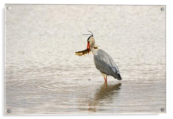 Grey Heron With Pike Acrylic by Mick Vogel