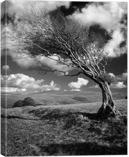 Hawthorn Tree on Prewley Moor Canvas Print by Darren Galpin