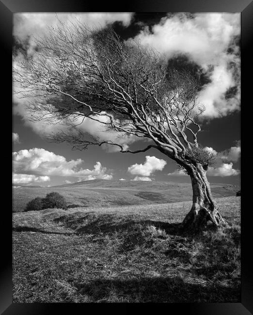 Hawthorn Tree on Prewley Moor Framed Print by Darren Galpin