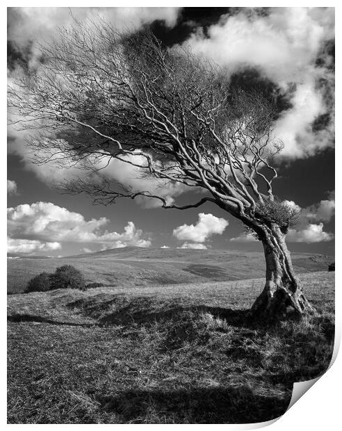 Hawthorn Tree on Prewley Moor Print by Darren Galpin