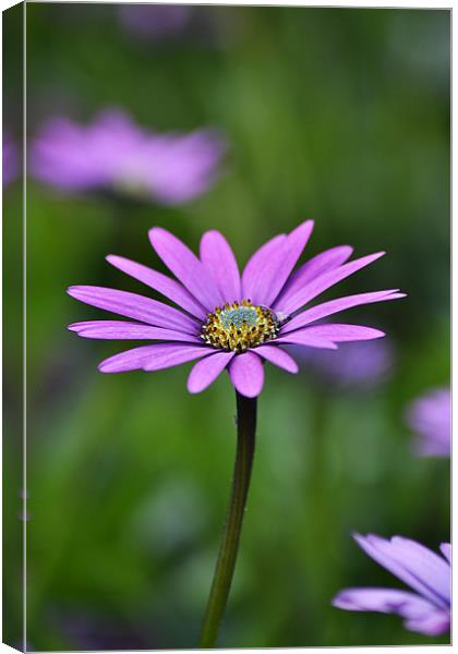 African Daisy Canvas Print by Donna Collett