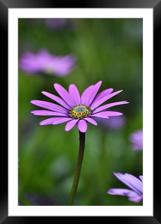 African Daisy Framed Mounted Print by Donna Collett
