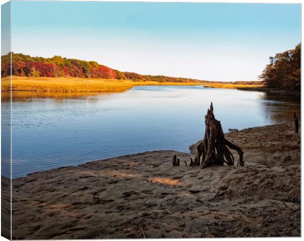 Dramatic Driftwood Scorton Creek Cape Cod Canvas Print by Marianne Campolongo