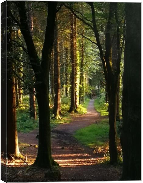 A Walk in the Woods Canvas Print by Steven Porter