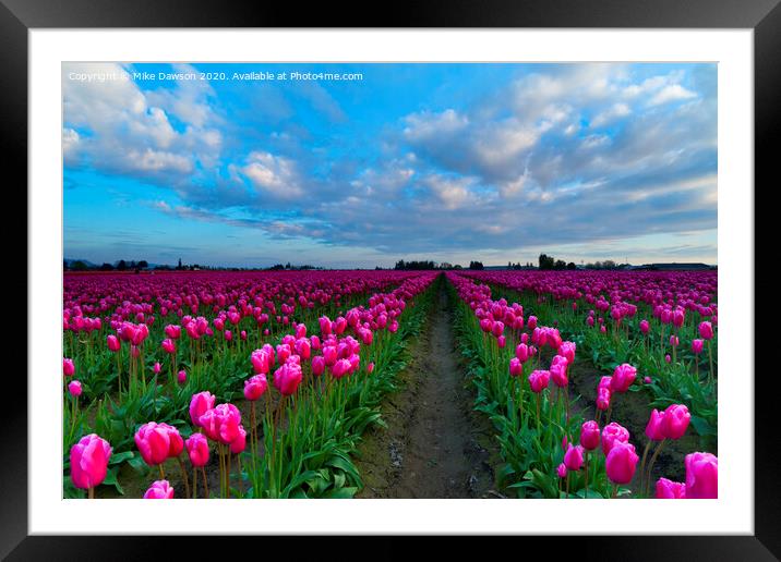 Surrounded by Pink Framed Mounted Print by Mike Dawson