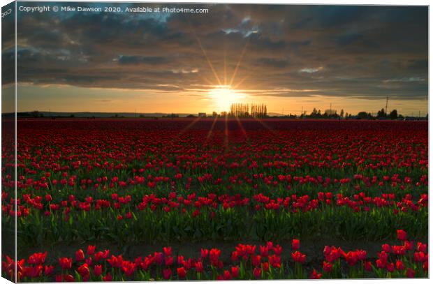 Sea of Red Canvas Print by Mike Dawson