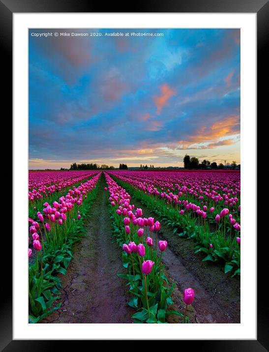 Sunset Pink Framed Mounted Print by Mike Dawson