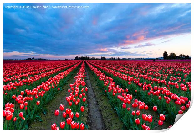 Red Sky over Tulips Print by Mike Dawson