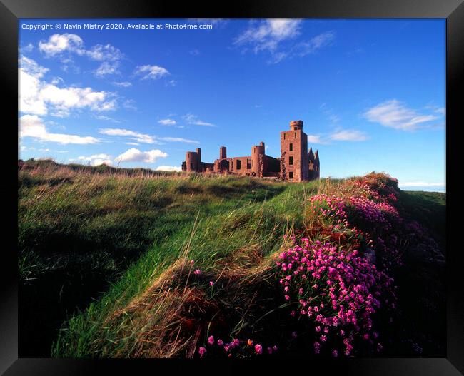 Slains Castle, Aberdeenshire with sea thrift  Framed Print by Navin Mistry