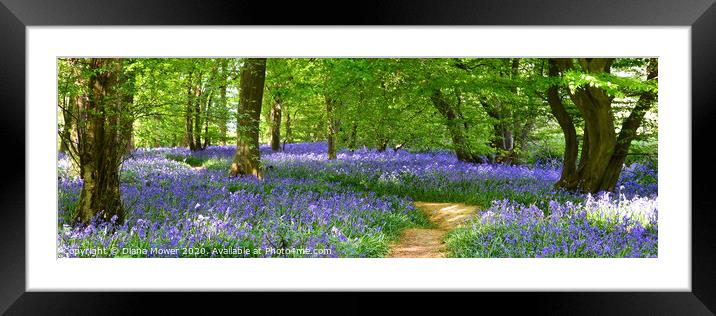 English Bluebell Woodland Path  Framed Mounted Print by Diana Mower