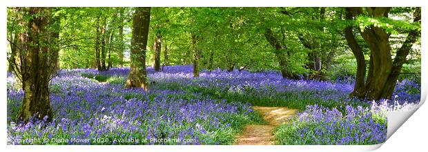 English Bluebell Woodland Path  Print by Diana Mower