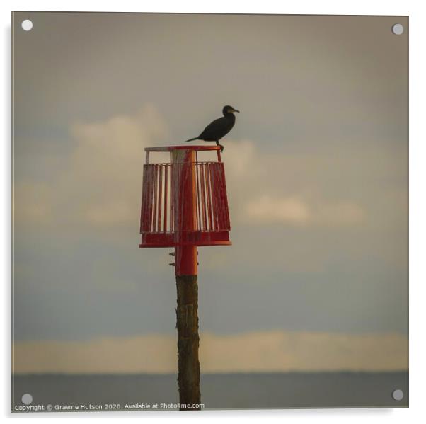 Cormorant profile Acrylic by Graeme Hutson