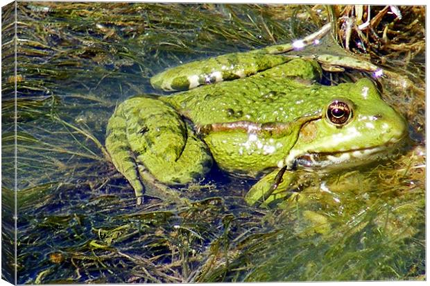 Green Frog Canvas Print by val butcher