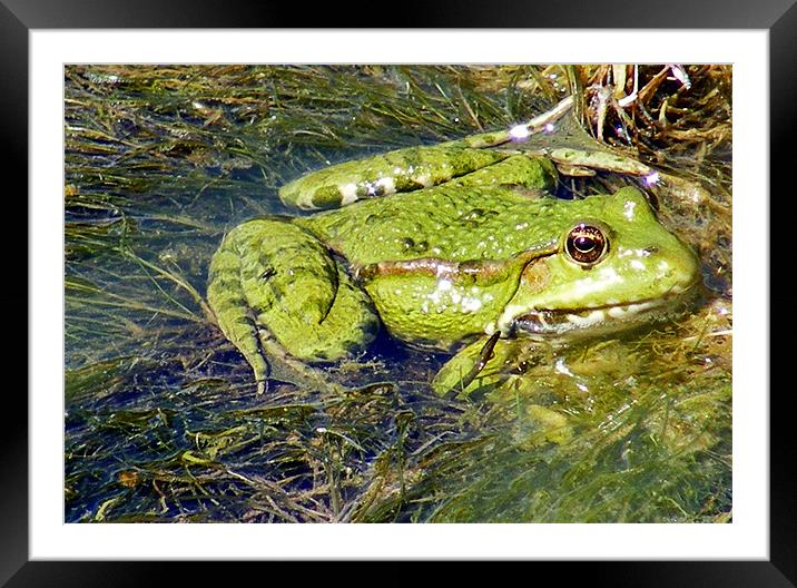 Green Frog Framed Mounted Print by val butcher