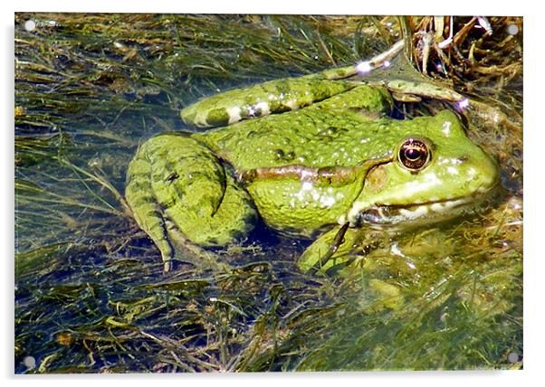 Green Frog Acrylic by val butcher