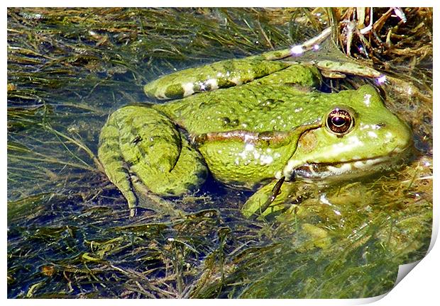 Green Frog Print by val butcher