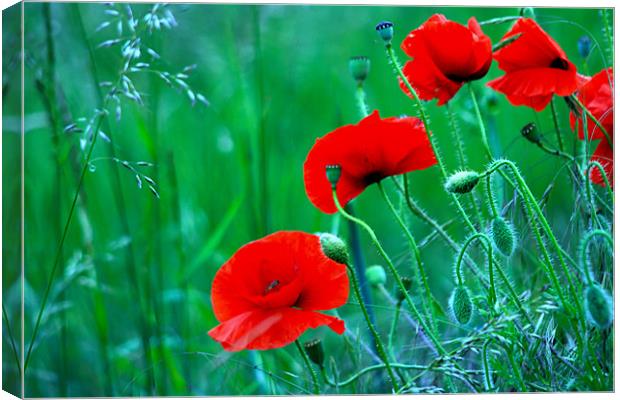 Poppies Canvas Print by val butcher