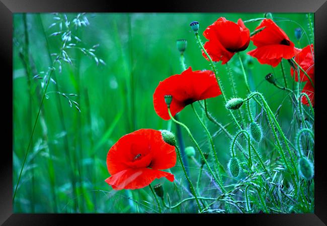 Poppies Framed Print by val butcher