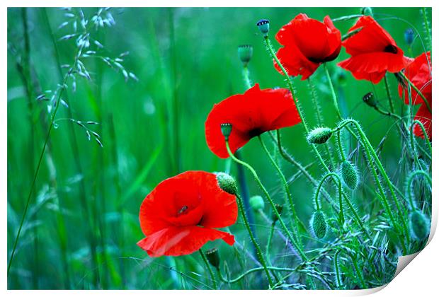 Poppies Print by val butcher