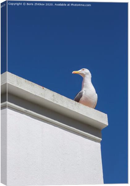 Seagull on the roof. Canvas Print by Boris Zhitkov