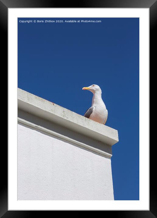 Seagull on the roof. Framed Mounted Print by Boris Zhitkov