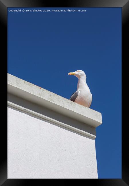 Seagull on the roof. Framed Print by Boris Zhitkov