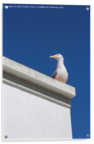 Seagull on the roof. Acrylic by Boris Zhitkov