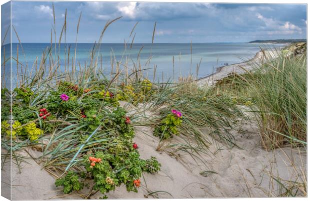 Dunes on the danish coast with lyme grass and rosehips Canvas Print by Stig Alenäs