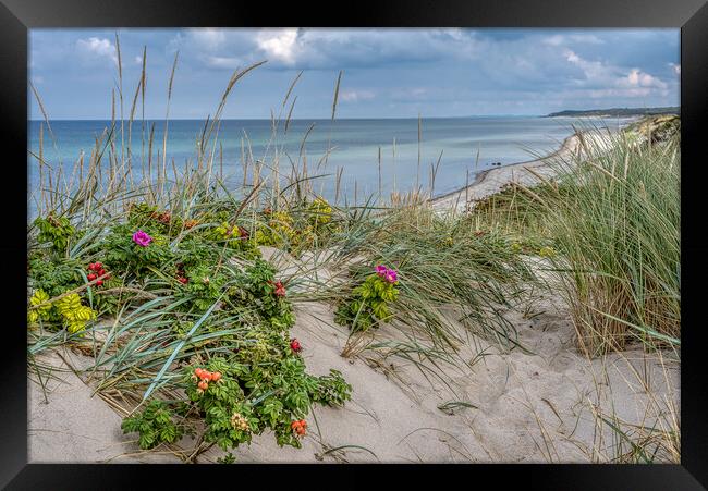 Dunes on the danish coast with lyme grass and rosehips Framed Print by Stig Alenäs