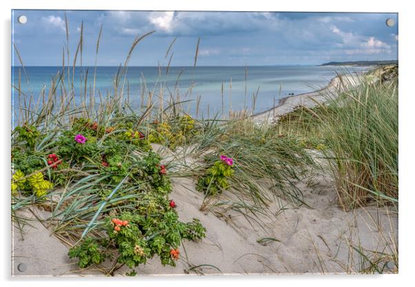 Dunes on the danish coast with lyme grass and rosehips Acrylic by Stig Alenäs