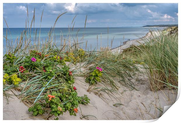 Dunes on the danish coast with lyme grass and rosehips Print by Stig Alenäs