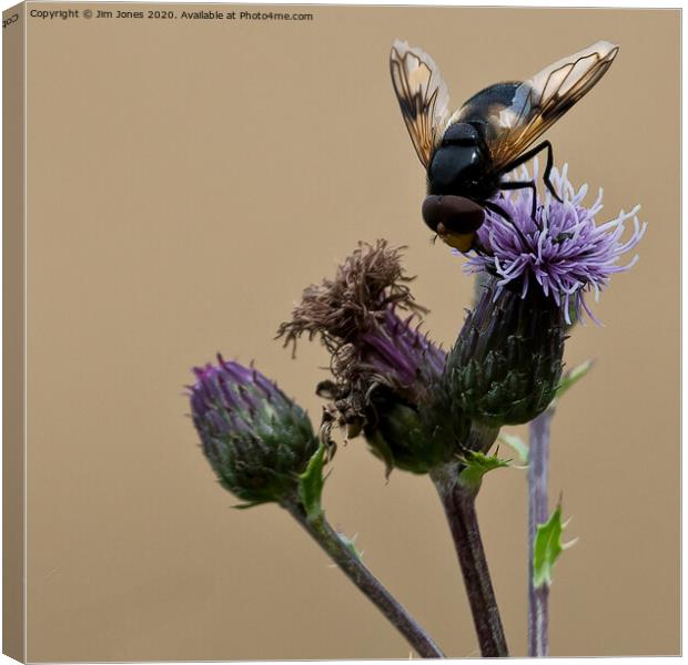 Bee doing what bees do, squared! Canvas Print by Jim Jones