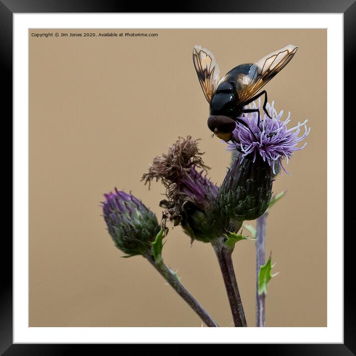Bee doing what bees do, squared! Framed Mounted Print by Jim Jones